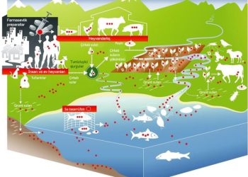 Mikrobəleyhinə dərmanlara qarşı rezistentlik