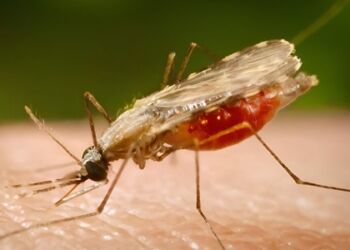 Çində sürətlə yeni virus yayılmağa başlayıb